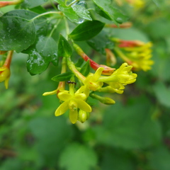 Ribes aureum gracillimum