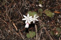 Crassula capensis capensis