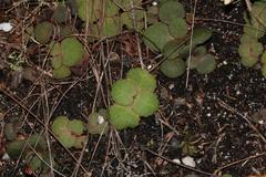Crassula capensis capensis