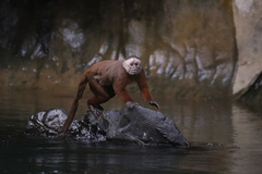 Varied Capuchin photo 3