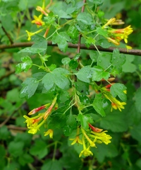 Ribes aureum gracillimum
