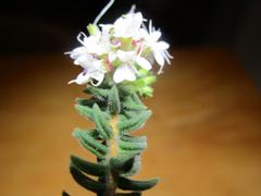 Agathosma planifolia