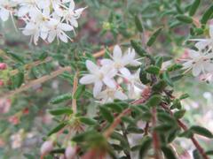 Agathosma planifolia