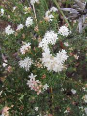 Agathosma planifolia