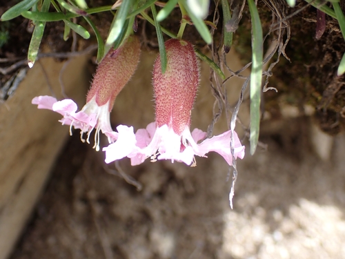 Image of Saponaria pumila by (c) Elias, some rights reserved (CC BY)