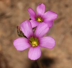 Oxalis bifida