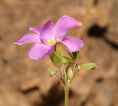 Oxalis bifida