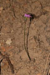 Oxalis bifida