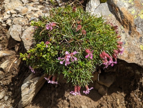 Image of Saponaria pumila by (c) Elias, some rights reserved (CC BY)