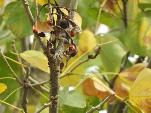 Erythrina americana