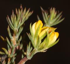 Aspalathus juniperina juniperina