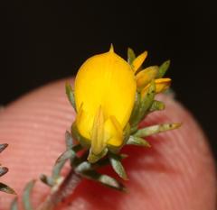 Aspalathus juniperina juniperina