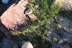 Aspalathus juniperina juniperina