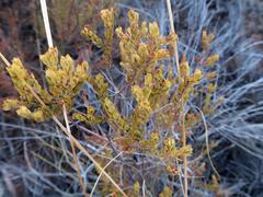 Acmadenia maculata
