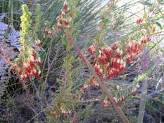 Erica intermedia intermedia