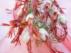 Erica intermedia intermedia