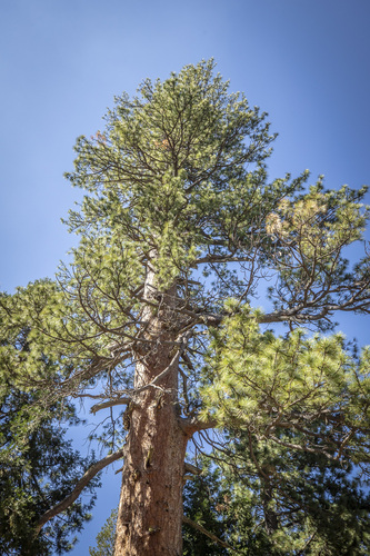 iNaturalist observation photo of Western Ponderosa Pine