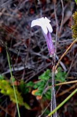 Lobelia dichroma