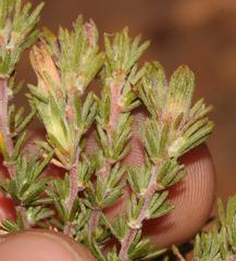 Aspalathus linguiloba
