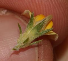 Aspalathus linguiloba