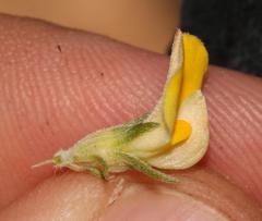 Aspalathus linguiloba