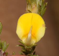 Aspalathus linguiloba