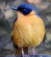 Cossypha dichroa dichroa