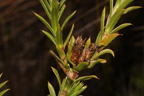 Image of Oedera steyniae by (c) Brian du Preez, some rights reserved (CC BY-SA)