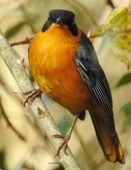 Cossypha dichroa dichroa