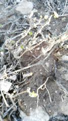 Pelargonium gibbosum