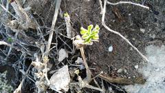 Pelargonium gibbosum