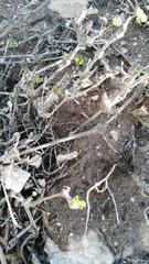 Pelargonium gibbosum