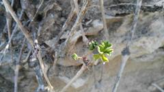 Pelargonium gibbosum