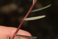 Polygala peduncularis