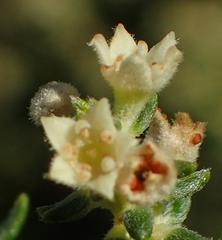 Phylica axillaris maritima
