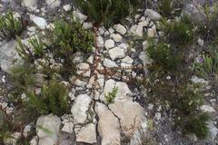 Polygala peduncularis