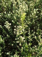 Phylica axillaris maritima