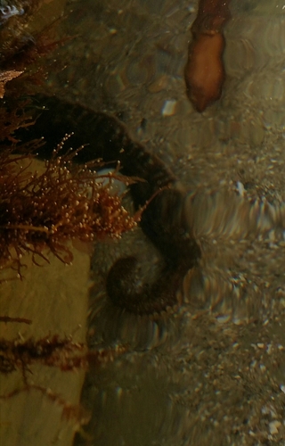 Octopus bimaculoides