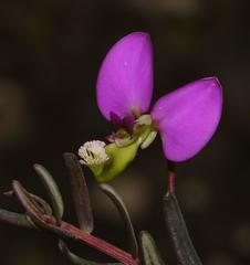 Polygala peduncularis