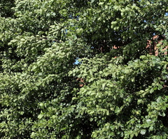Alnus glutinosa — photo 3