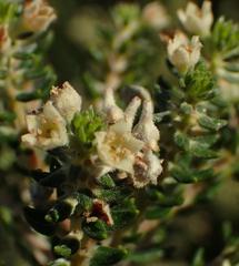 Phylica axillaris maritima