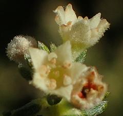 Phylica axillaris maritima