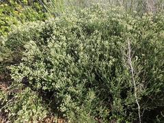 Phylica axillaris maritima