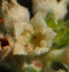 Phylica axillaris maritima