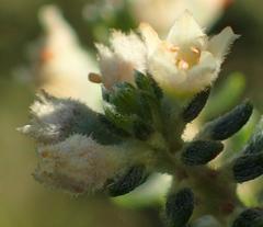 Phylica axillaris maritima