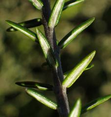 Phylica axillaris maritima
