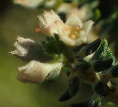 Phylica axillaris maritima