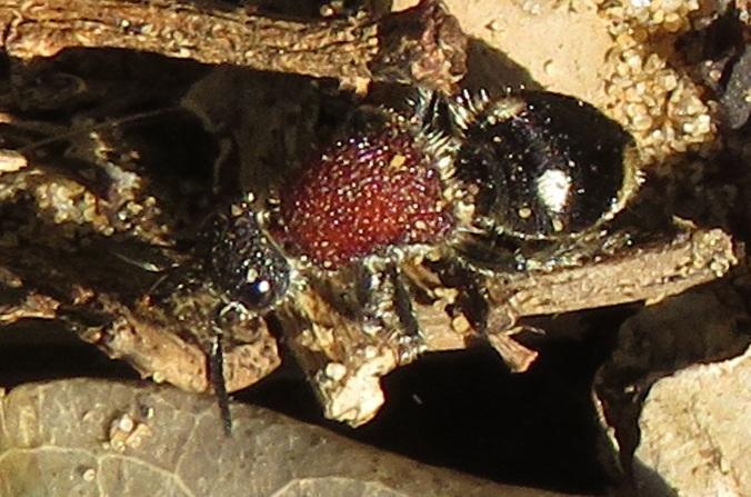 Trogaspidia major