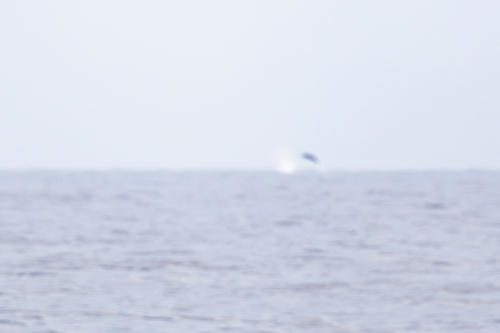 ヨーロッパオウギハクジラ