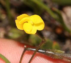 Lebeckia wrightii
